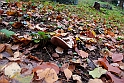 Parco Europa Autunno_100